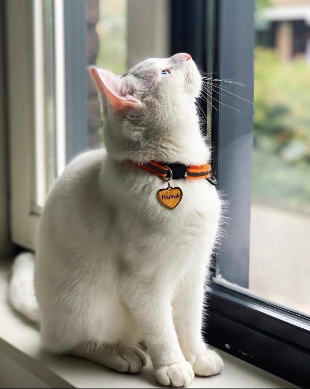 Pamuk