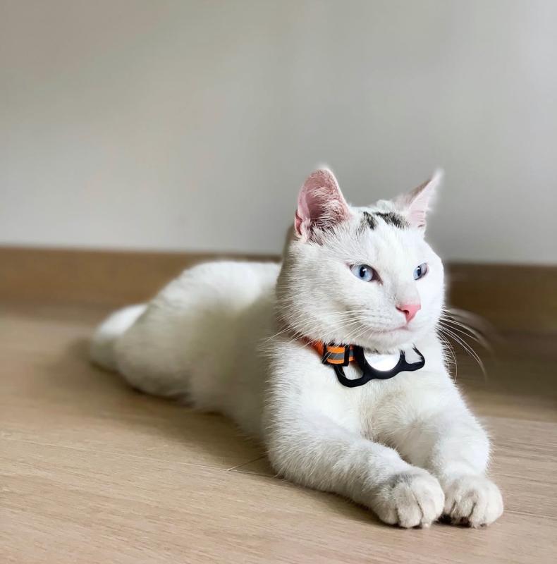 Pamuk