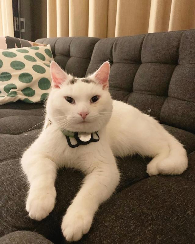 Pamuk