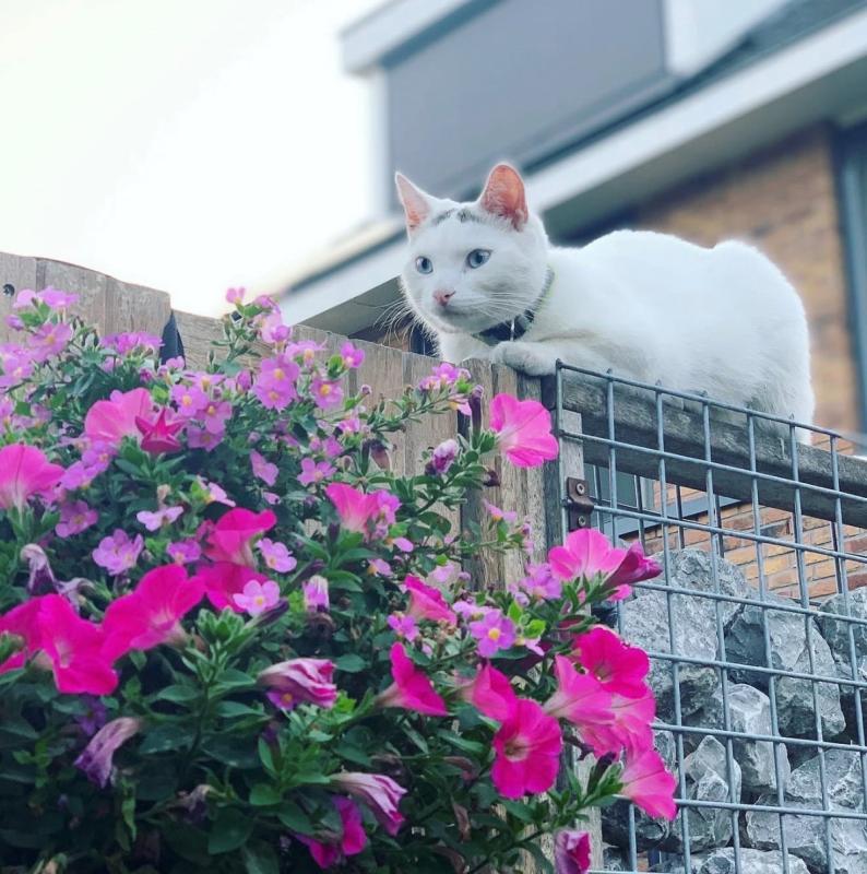 Pamuk