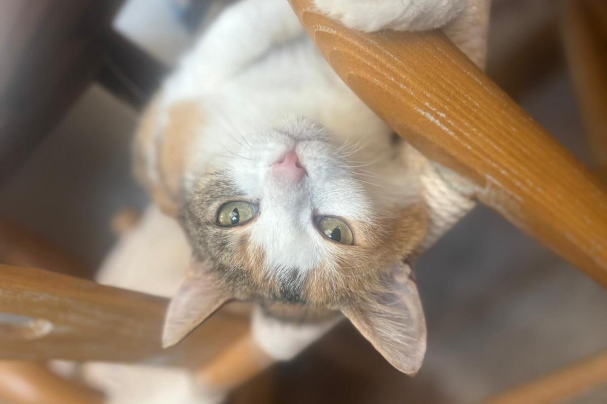 Pixie