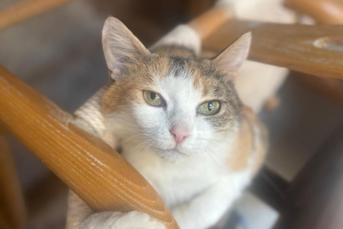 Pixie