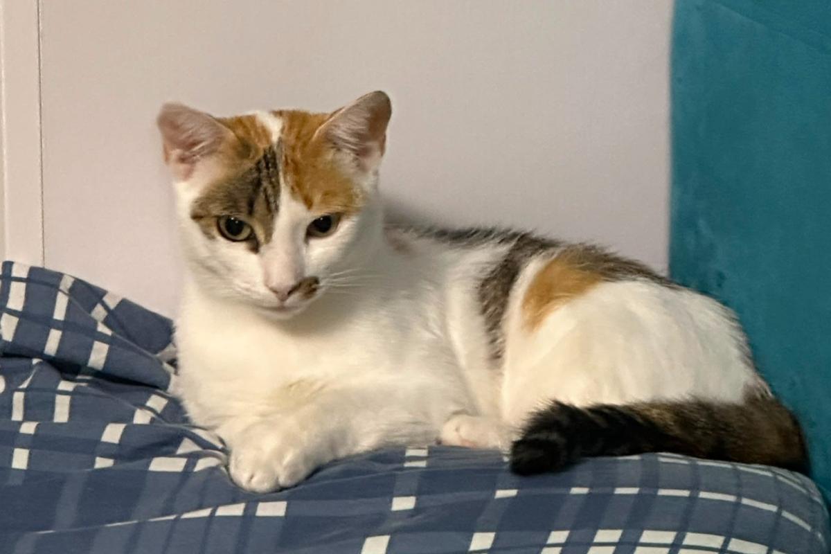 Perla