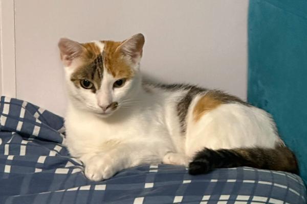 Perla