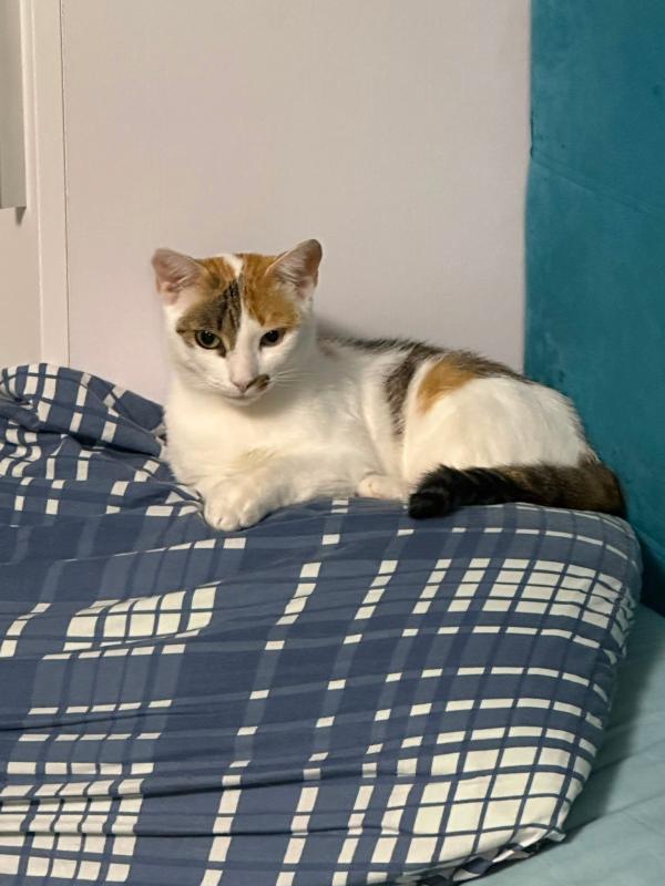Perla