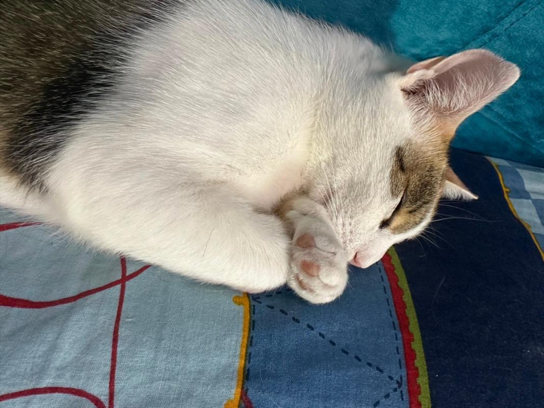 Perla