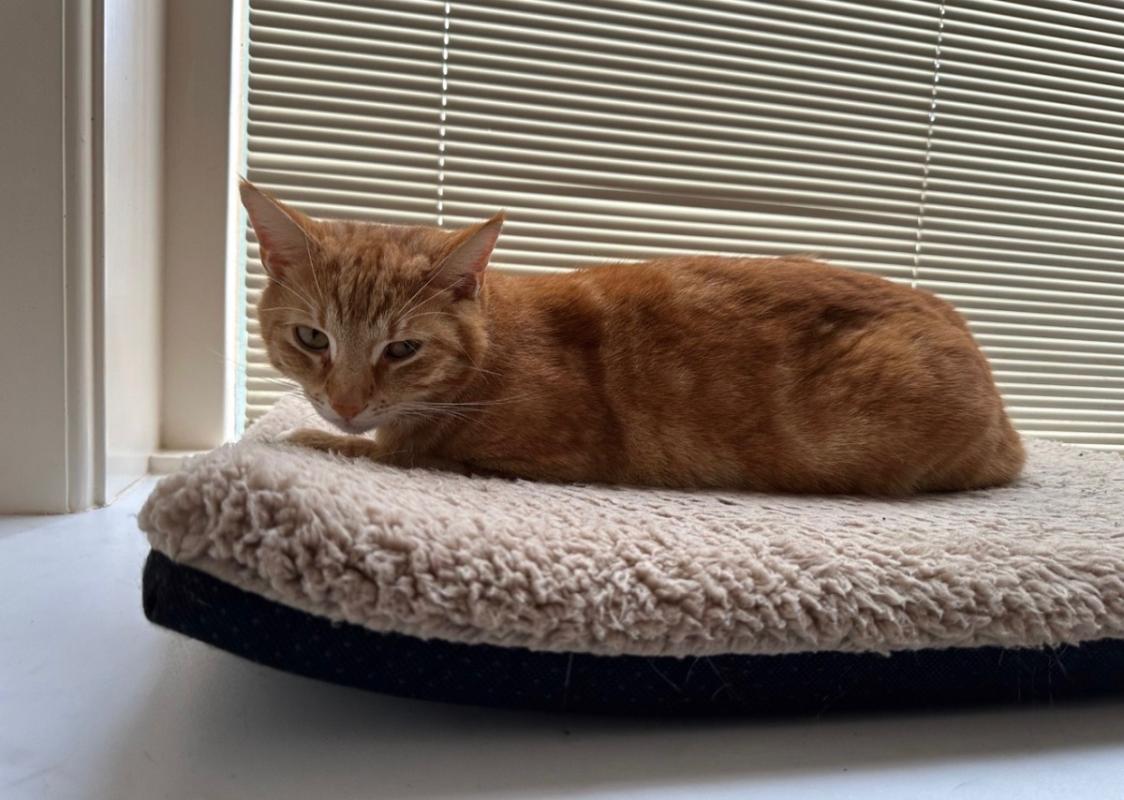 Tiga