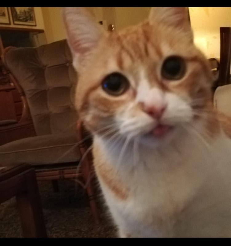 Freya