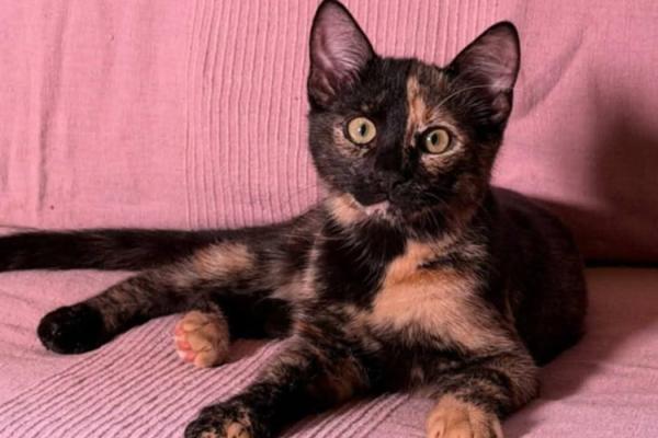 Torti