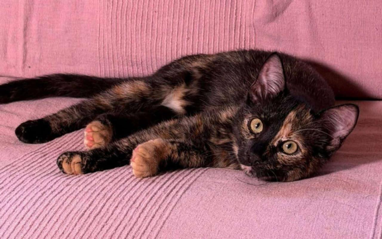 Torti