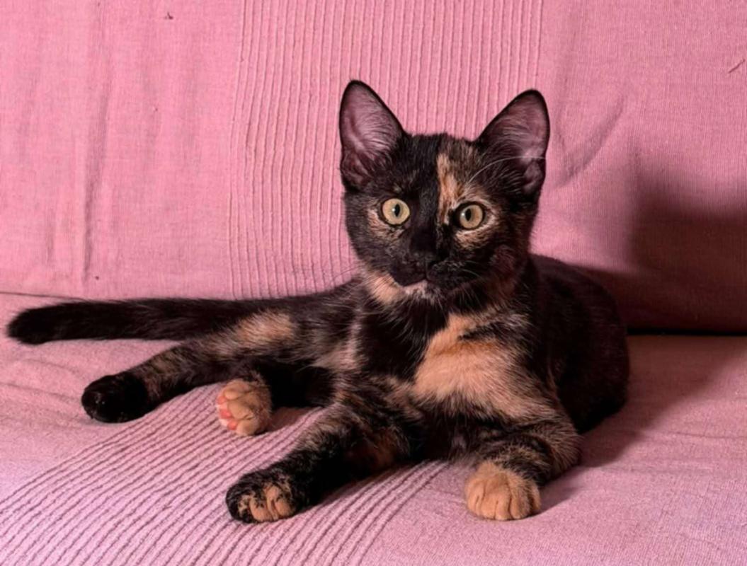 Torti