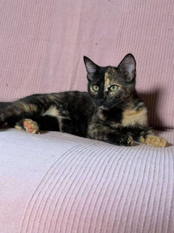 Torti