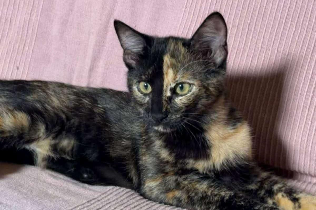 Torti