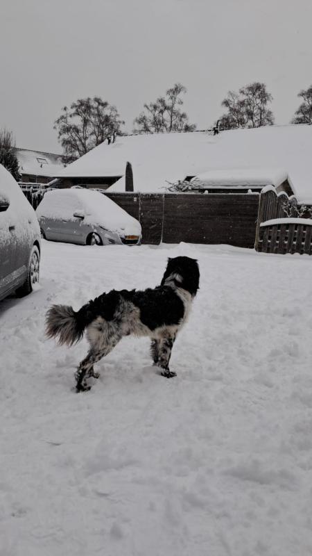 Boris