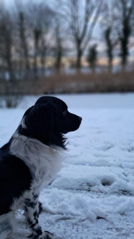 Boris