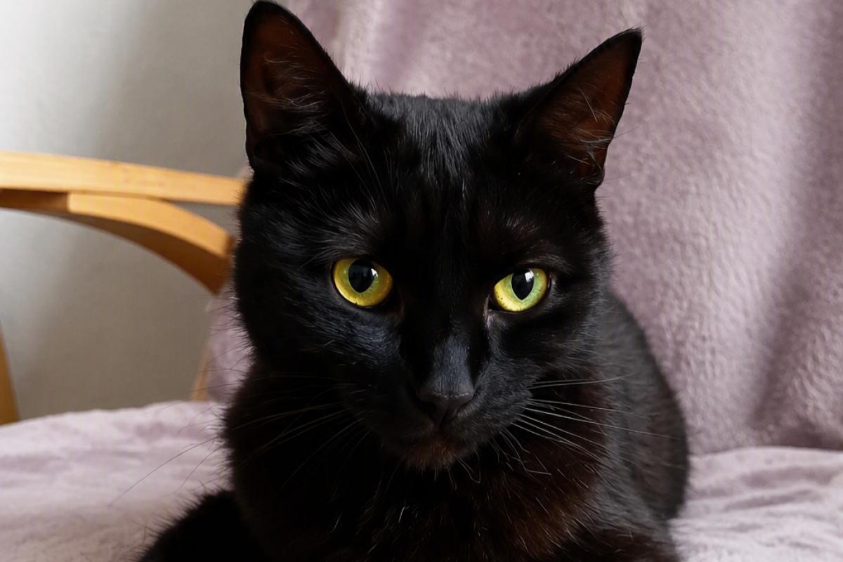 Nala