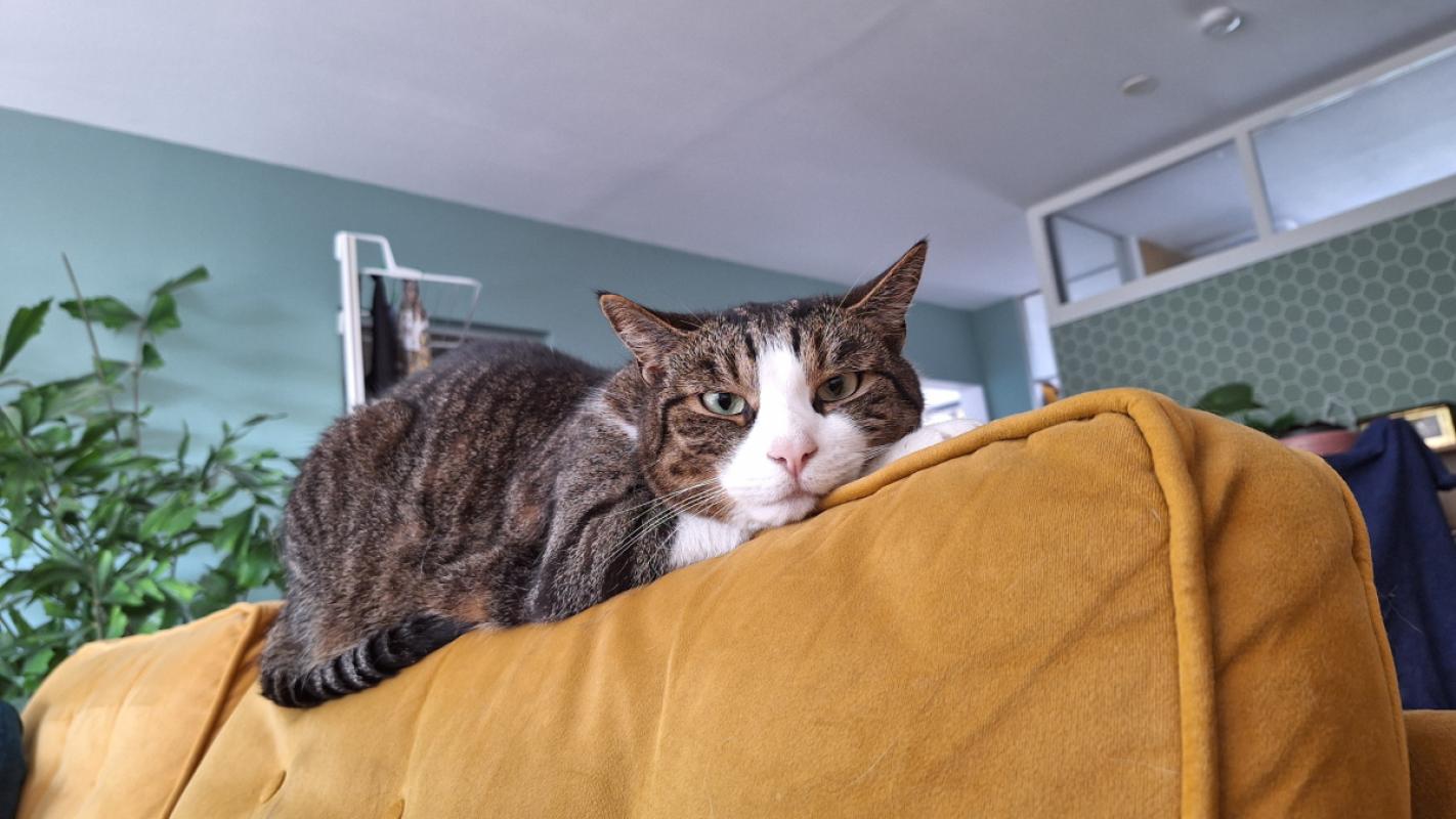 Carlos