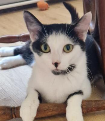 Jolie
