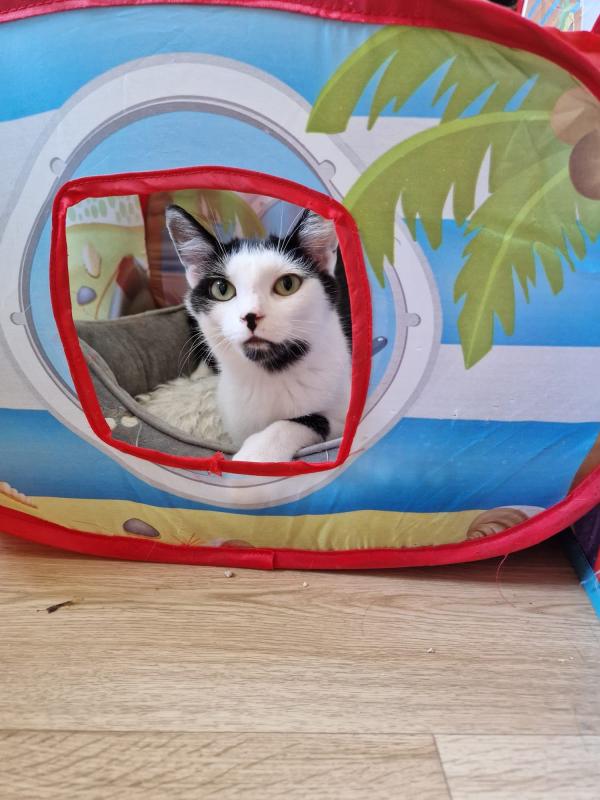 Jolie