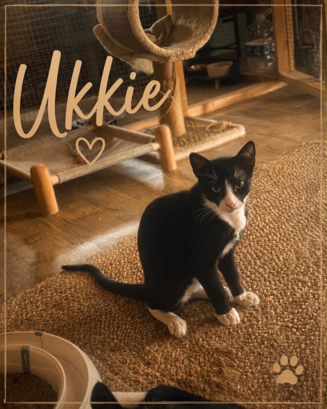 Ukkie