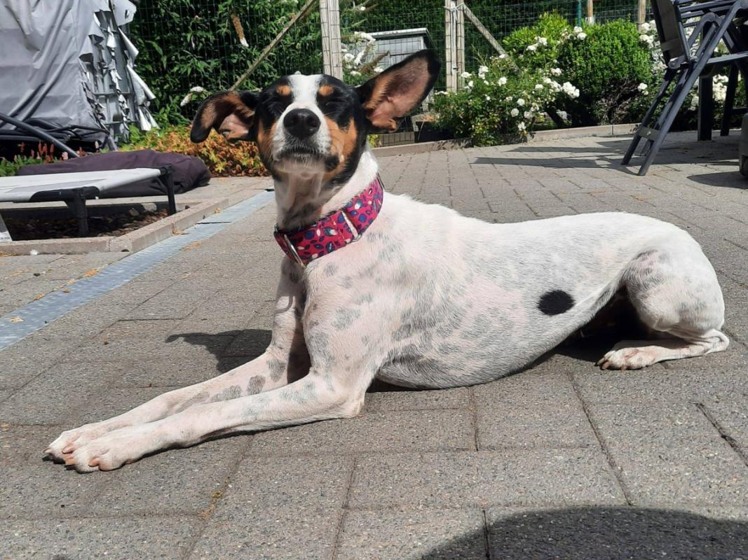Leyla
