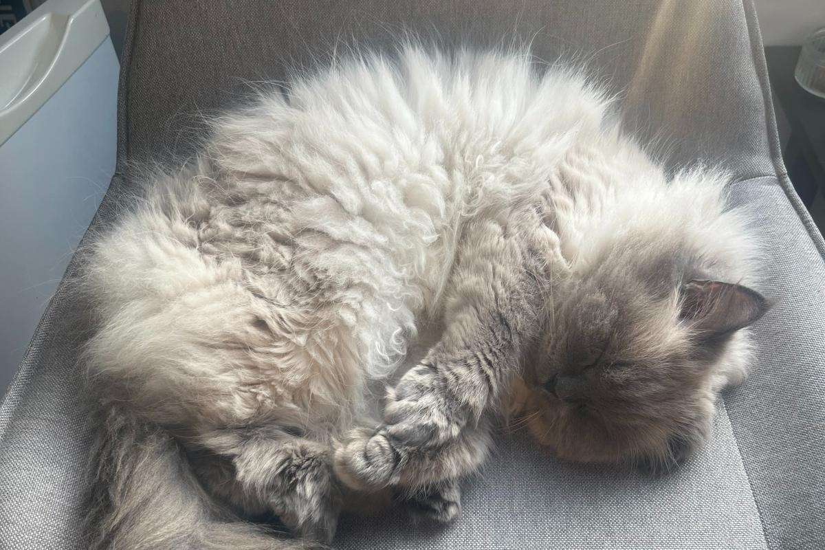 Snowey
