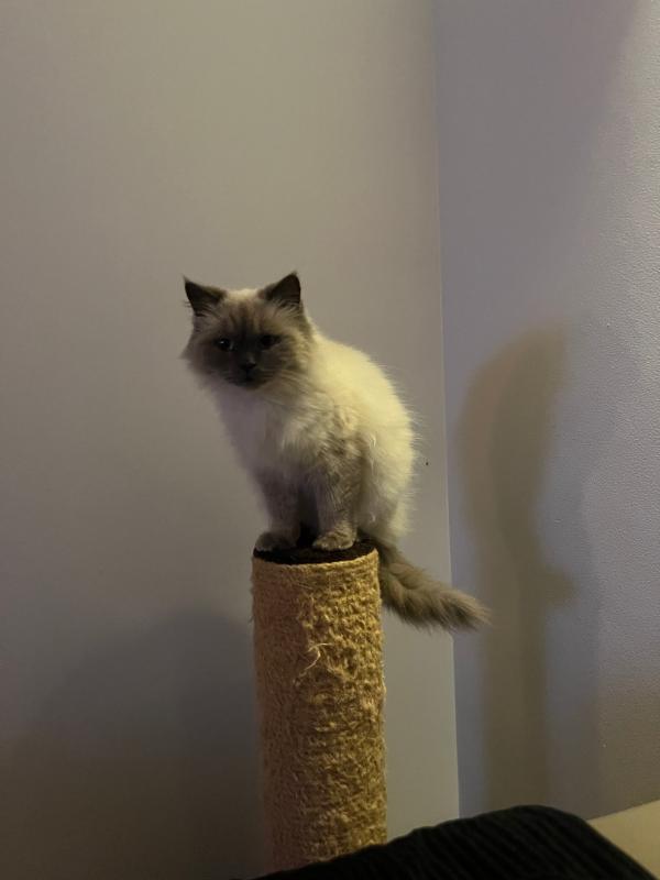 Snowey