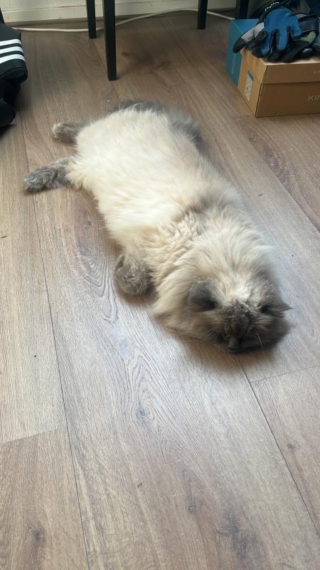 Snowey