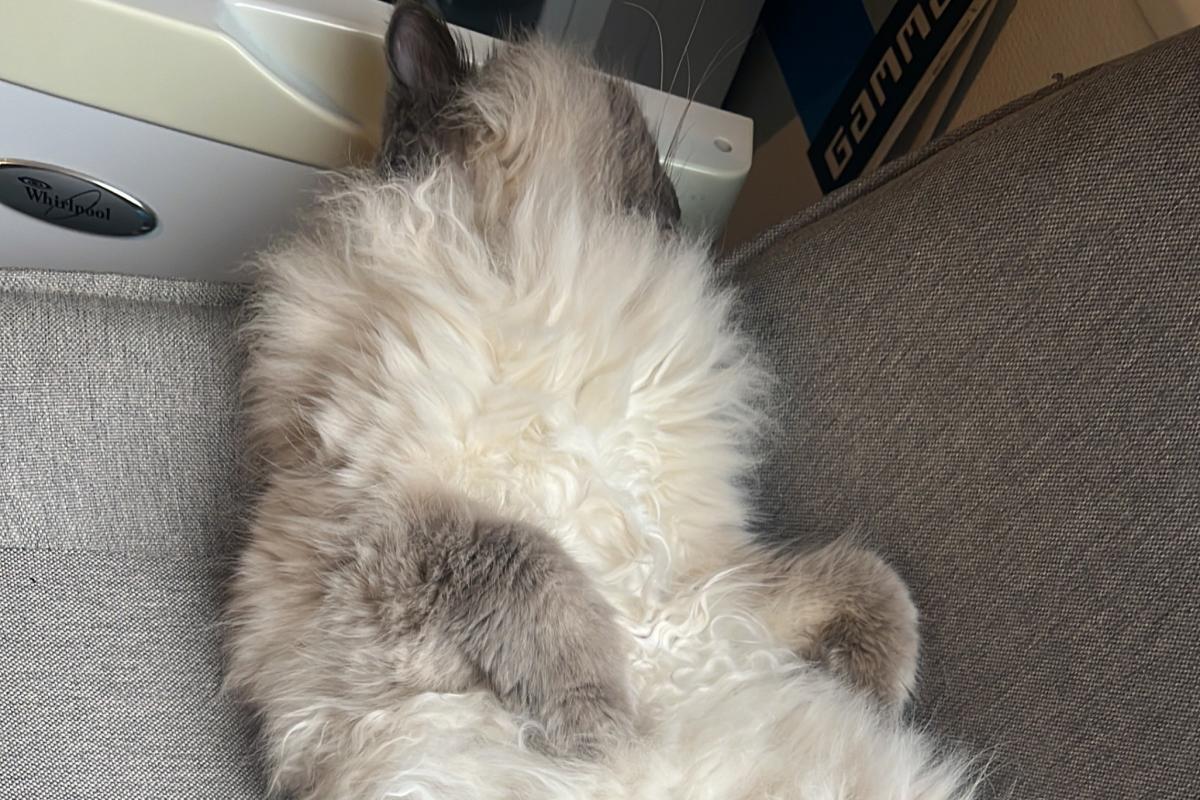 Snowey