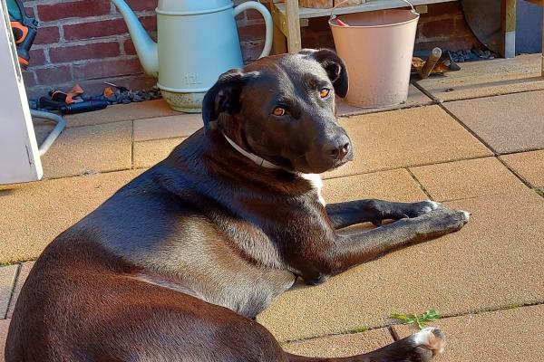 Polly