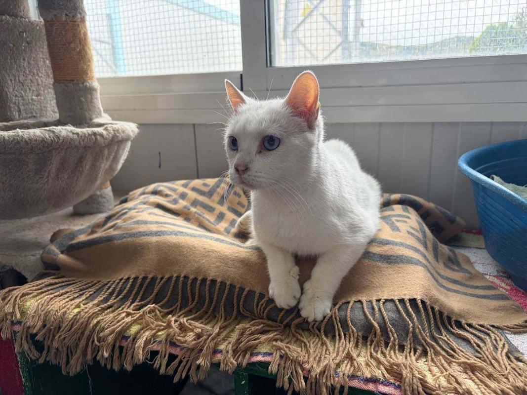 Kuki