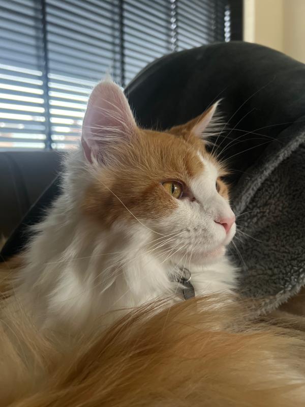 Loki