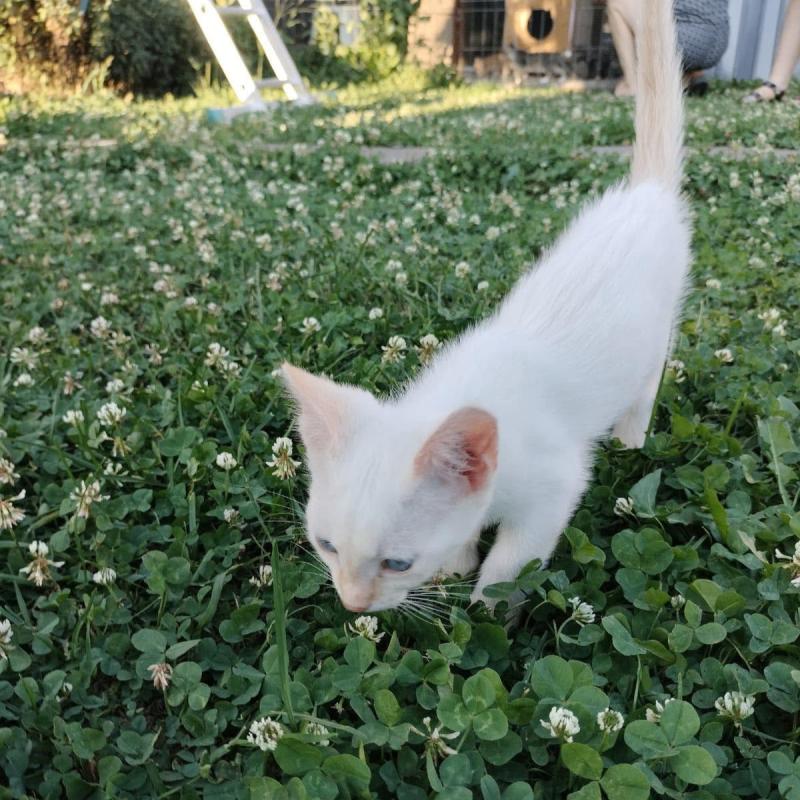 Lumi