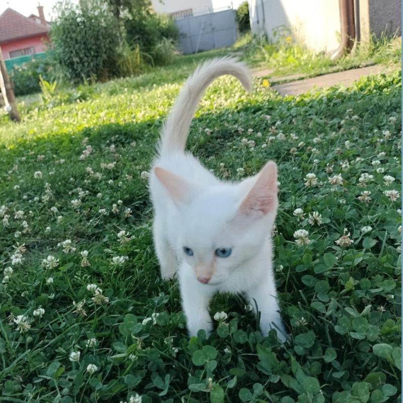Lumi