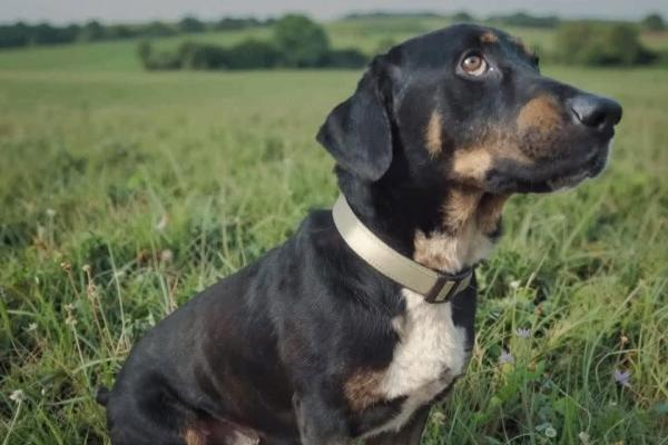 Otto