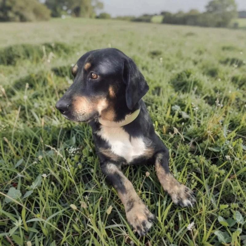 Otto