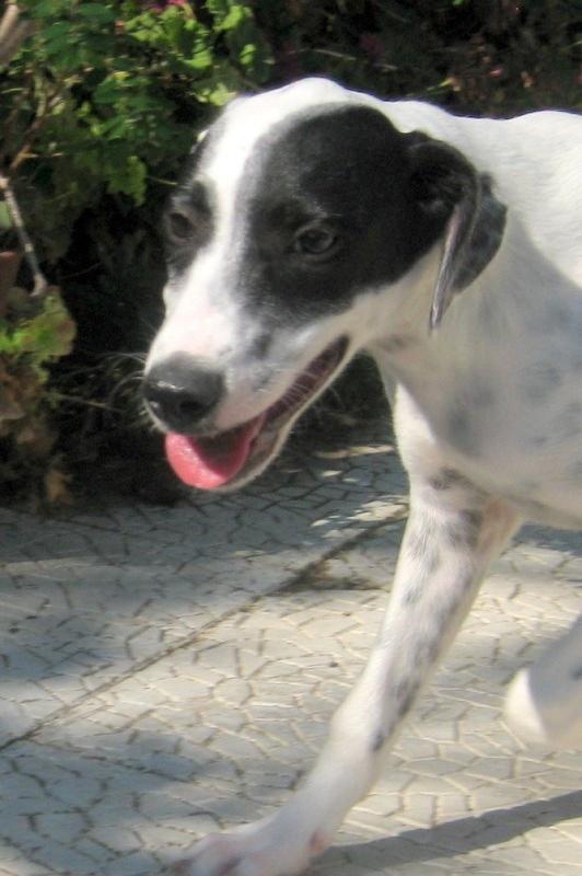 Lewi