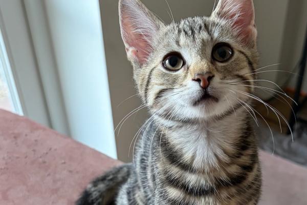 Lola