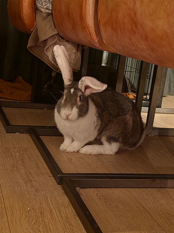 Bruno