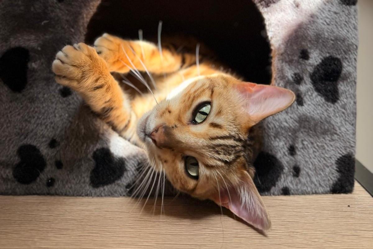 Nala