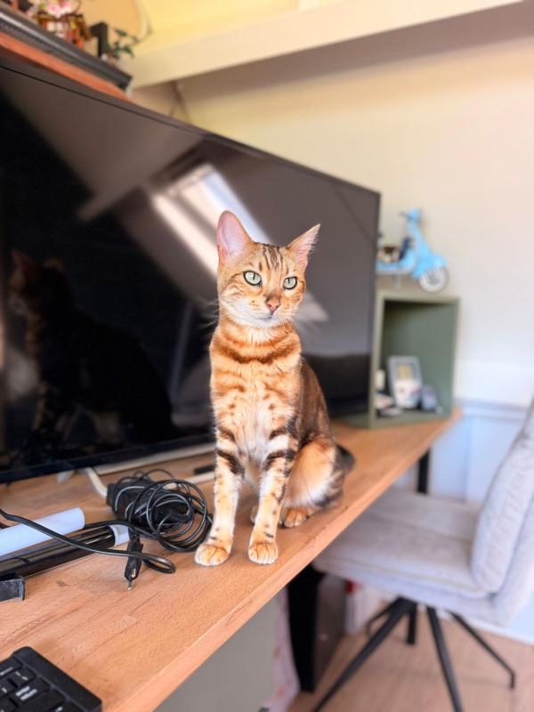 Nala