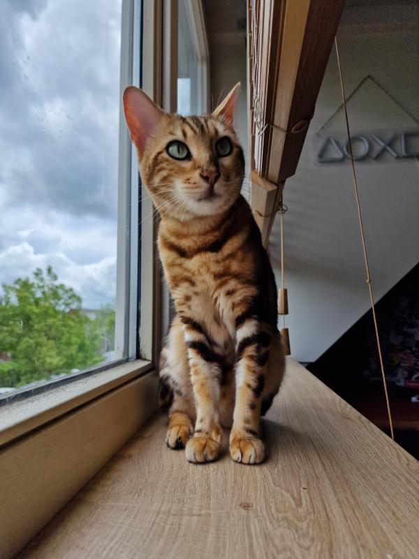 Nala