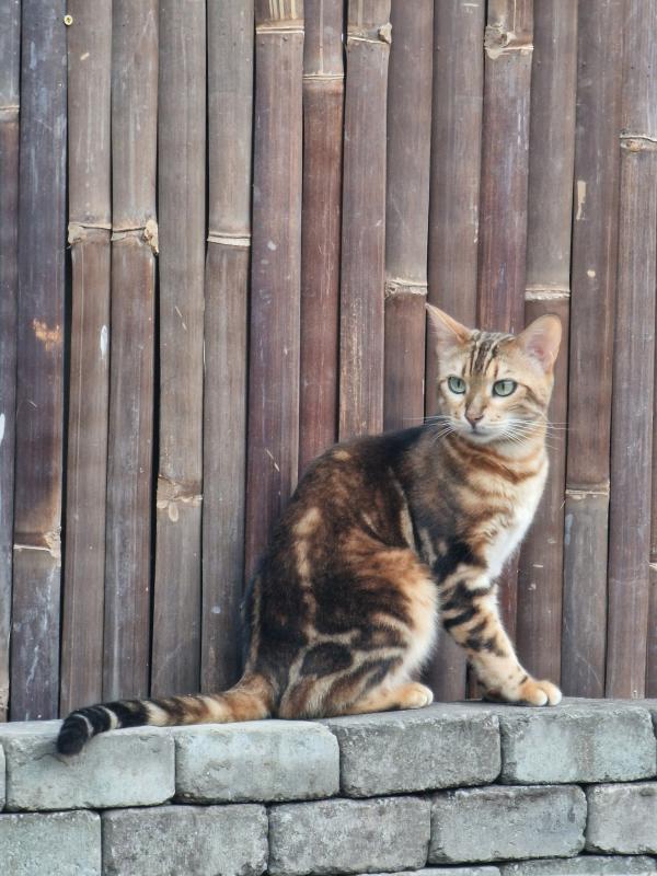 Nala