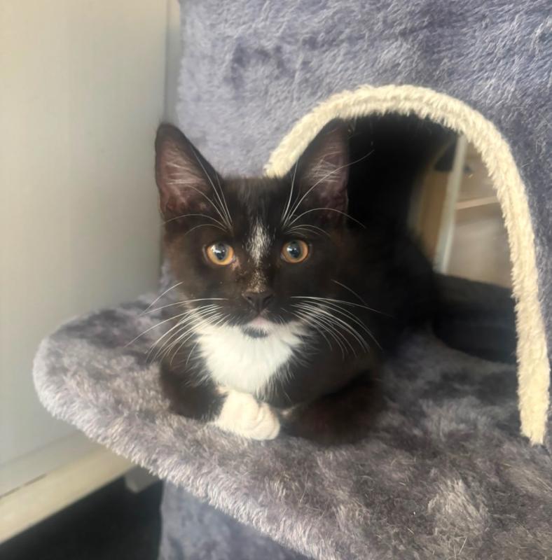 Simba