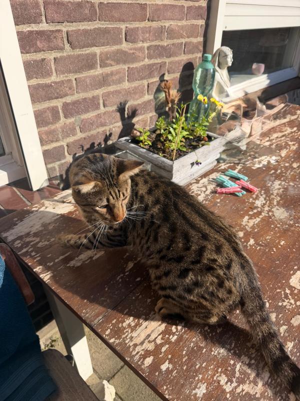 Marik