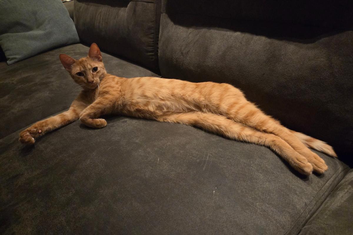 Zoomy