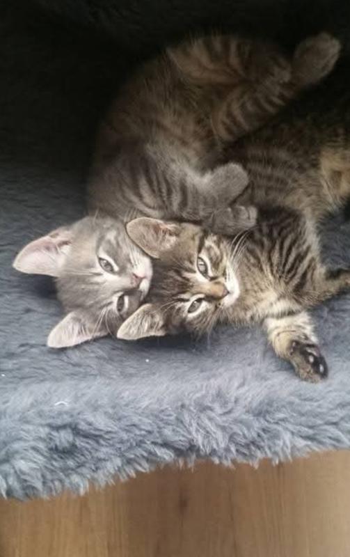 Fristi