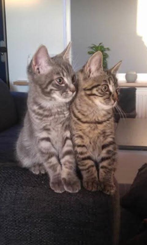 Fristi