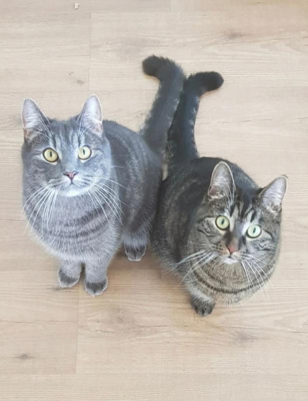 Fristi