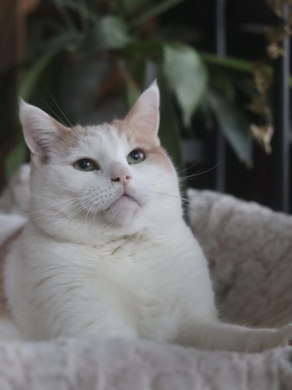 Loki Mauw Mauw